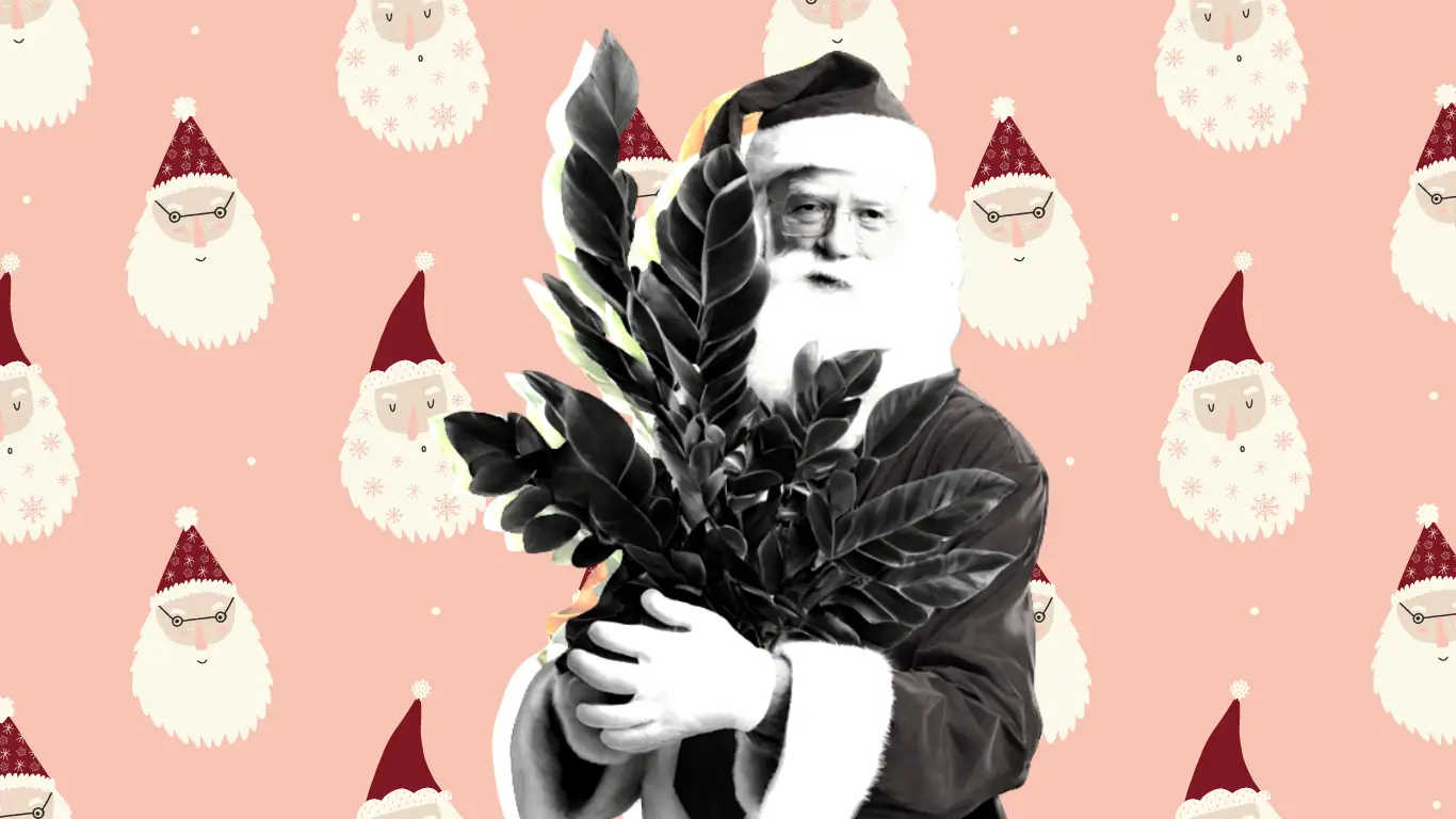 Winter Friendly Plants blog: Santa holding ZZ plant