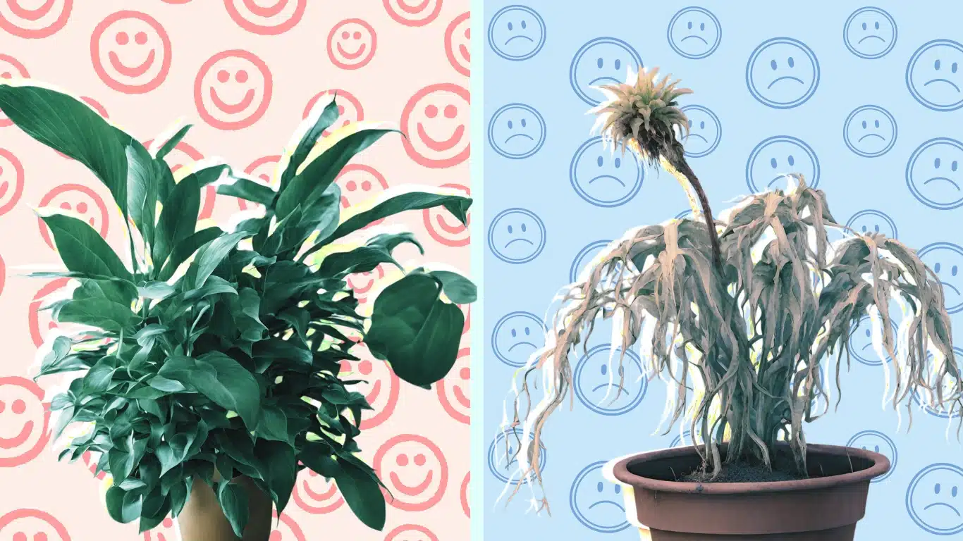 happy plant versus sad plant